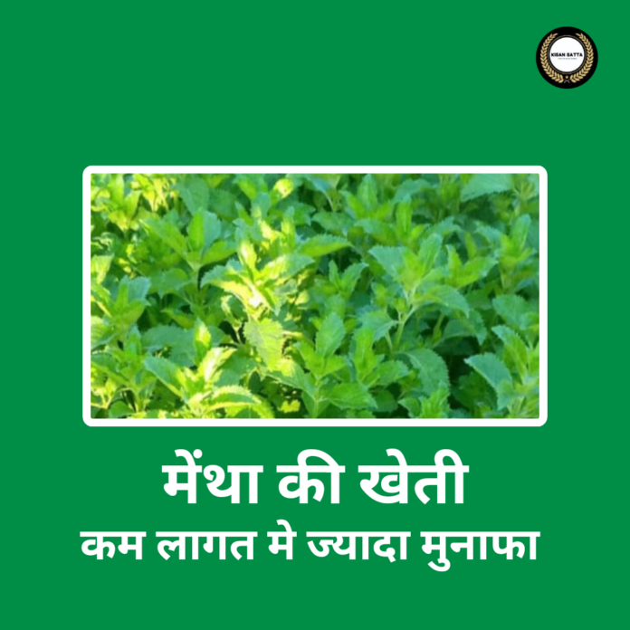 Mentha Cultivation
