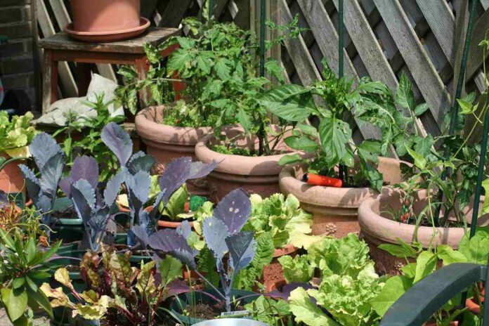 Kitchen Garden- Vegetables